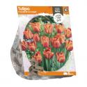 Baltus Tulipa Triumph Brown Sugar tulpen bloembollen per 5 stuks